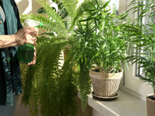 Adeus mofo! Planta fácil de encontrar melhora a circulação do ar em casa e evita a umidade