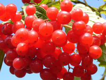 Essa pequena fruta é maravilhosa para os rins e ajuda a prevenir infecções urinárias; veja como consumir