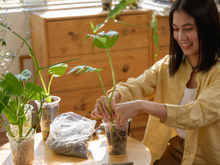Os asiáticos possuem esse hábito há séculos: limpa o ar, traz boas energias para a casa e é muito fácil de manter