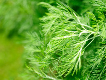 Abrótano: para que serve e benefícios da planta para a saúde