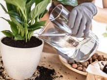 O lírio-da-paz florescerá como louco se receber esse restinho de comida uma vez por semana