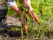 O que é um alimento orgânico: confira