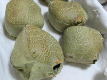 Pão de queijo enriquecido com ora-pro-nobis