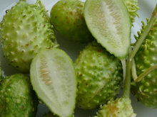 O vegetal mais esquecido é um dos mais poderosos: conheça os benefícios do maxixe e como cozinhar