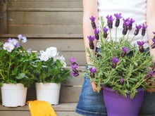 Minha casa deu adeus aos insetos depois que eu comecei a cultivar essas plantas
