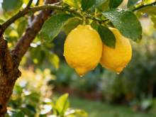 Especialistas revelam porque você NÃO deve colocar pregos no tronco do seu limoeiro para tirar máximo proveito da árvore