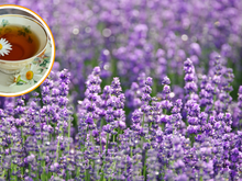 O segredo das lavandas perfumadas pode estar no chá de camomila