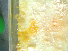 Escondidinho de Fruta-Pão com Carne Seca