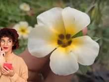 1 folha dessa planta pode transformar a sua vida, é um tesouro no seu quintal