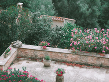 Nem hortelã nem lavanda: com essa planta em minha varanda, os mosquitos nem chegam perto