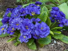 Basta polvilhar uma colher de chá sob plantas verdes e elas vão florescer milagrosamente