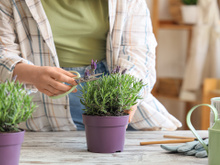 Durante o verão, essa planta manterá sua casa sem mosquitos e formigas, e é muito fácil de manter