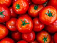 Pode ser na geladeira, pode ser na fruteira: aprenda quando guardar tomate refrigerado e quando guardar em temperatura ambiente
