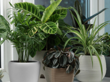 Tá sofrendo com o calor? Decore a casa com essas plantas que resfriam o ambiente