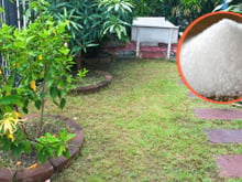 Pegue um punhado de açúcar e vá para o jardim: os vizinhos ficarão com inveja quando virem seu gramado