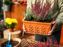 Perfeitas para o outono: essas 3 espécies de plantas adoram esse clima e deixam o quintal mais colorido