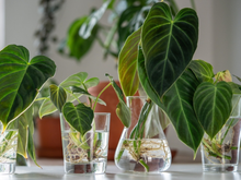 Já ouviu falar de temperos que crescem na água? Pode parecer inusitado, mas é muito mais fácil do que plantar do jeito tradicional