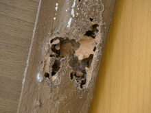 O método simples que acaba com os cupins e ainda protege sua casa sem produtos tóxicos