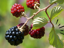 A folha da amora tem poder: aprenda como preparar o potente chá e veja os benefícios se consumir regularmente