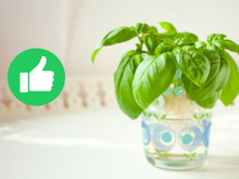 Sem vaso e sem terra: essa é a erva perfeita para cultivar em casa e ter sempre disponível na hora de cozinhar