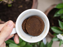 Um tesouro na sua xícara: poucos sabem o poder da borra de café para transformar essas plantas