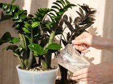 Não erre mais no cultivo: a sua zamioculca vai explodir folhas com as dicas simples do cientista ecológico Murilo Soares