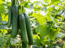 Meu avô me ensinou como plantar pepino no vaso e agora posso colher direto da varanda, faço minhas saladas com o ingrediente fresquinho