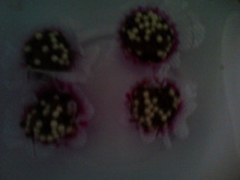 Brigadeiro de Ovomaltine