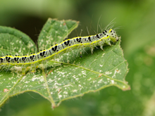 Adeus lagartas no jardim: descobri essa solução imbatível para resolver esse problema com um jardineiro especializado
