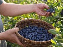 Dá para plantar mirtilo em casa? Essa é a melhor forma de ter essa fruta no quintal e economizar no mercado