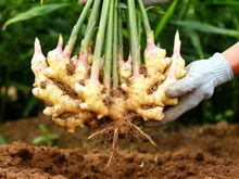 Se você compra gengibre, reserve um pouco: duas maneiras de cultivá-lo em espaços pequeno, segundo o TudoGostoso