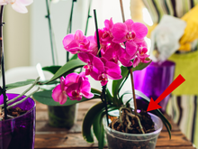 Poucas pessoas sabem: raízes expostas podem indicar o que sua orquídea precisa