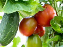 Você guarda tomates e pepinos juntos? Esse hábito pode fazer os dois estragarem antes da hora