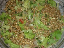 Tabule com trigo germinado