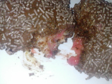 Bolo de Nutella com doce de leite