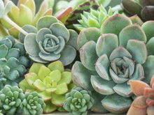 Essas são as plantas mais resistentes às secas para ter em casa nessa época do ano