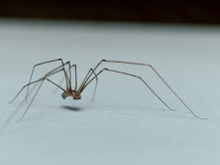 O que significa a presença de aranhas em casa? Descubra se esses aracnídeos representam algum perigo e como manter a sua casa segura