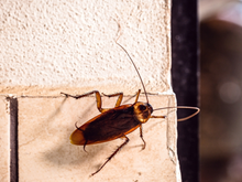 Perdi o medo de baratas voadoras depois que um professor me ensinou essa técnica, já são 19 anos sem esse inseto na minha casa!