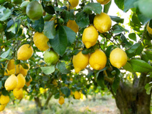 Por que pendurar saquinhos de chá nos galhos do limoeiro? Entenda os benefícios para a planta e aprenda como usar