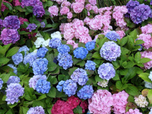 Adeus, hortênsias: por que jardineiros estão abandonando essa flor tradicional?