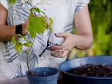 Regra de jardineiro: nunca jogue terra velha fora antes de aprender esse truque que faz suas plantas crescerem mais rápido