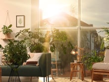 "Quanto mais sol, mais bonita": 6 plantas decorativas fáceis de cuidar e perfeitas para cultivar no verão e deixar a sua casa ainda mais bela
