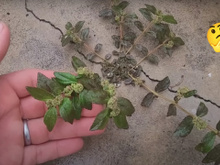 Planta que nasce na calçada de casa pode mudar a vida da sua família e você só precisa de 1 folha