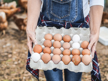 Afinal, ovo com casca branca tem menos nutrientes que o ovo caipira? A ciência tem a resposta