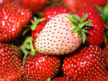 Morango branco: saiba mais sobre essa curiosa fruta