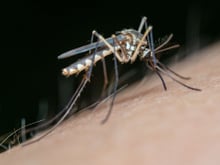 Diga adeus aos mosquitos: aprenda o truque do papel higiênico