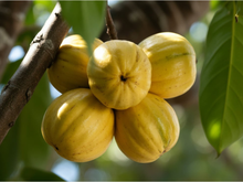 Parece pudim, tem cor de ouro e cresce em árvore: a fruta que quase ninguém conhece no Brasil