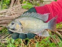 A tilápia é um alimento seguro para consumo? Nutricionista explica mitos e verdades sobre o peixe e indica se é saudável incluí-lo na sua dieta