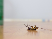 O que significa encontrar uma barata morta com as pernas para cima na cozinha mesmo quando ela está bem limpinha? Saiba o que fazer