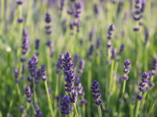 A planta que todo mundo quer porque suas flores de aroma inconfundível repelem pragas e são adoradas por borboletas 365 dias por ano